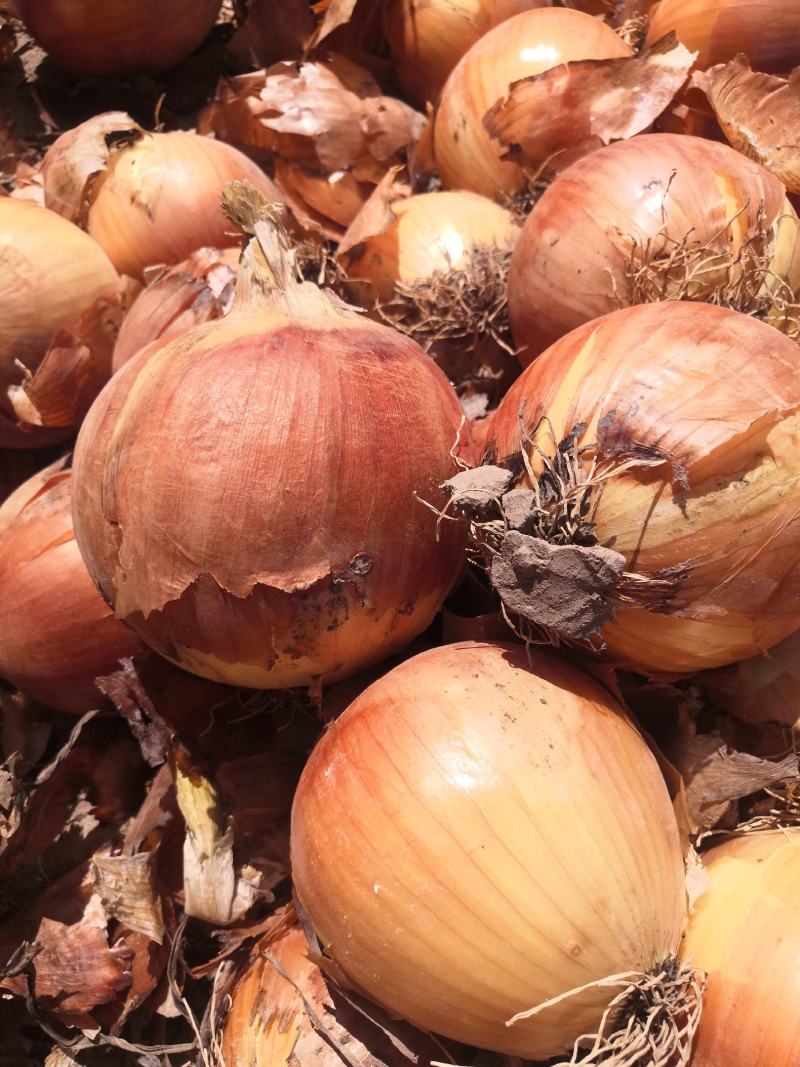 甘肃黄，红洋葱大量上市，欢迎各地朋友前来选购，电话联系