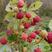 双季树莓覆盆子树苗树莓苗黄树莓苗南北方四季种植果树苗基地