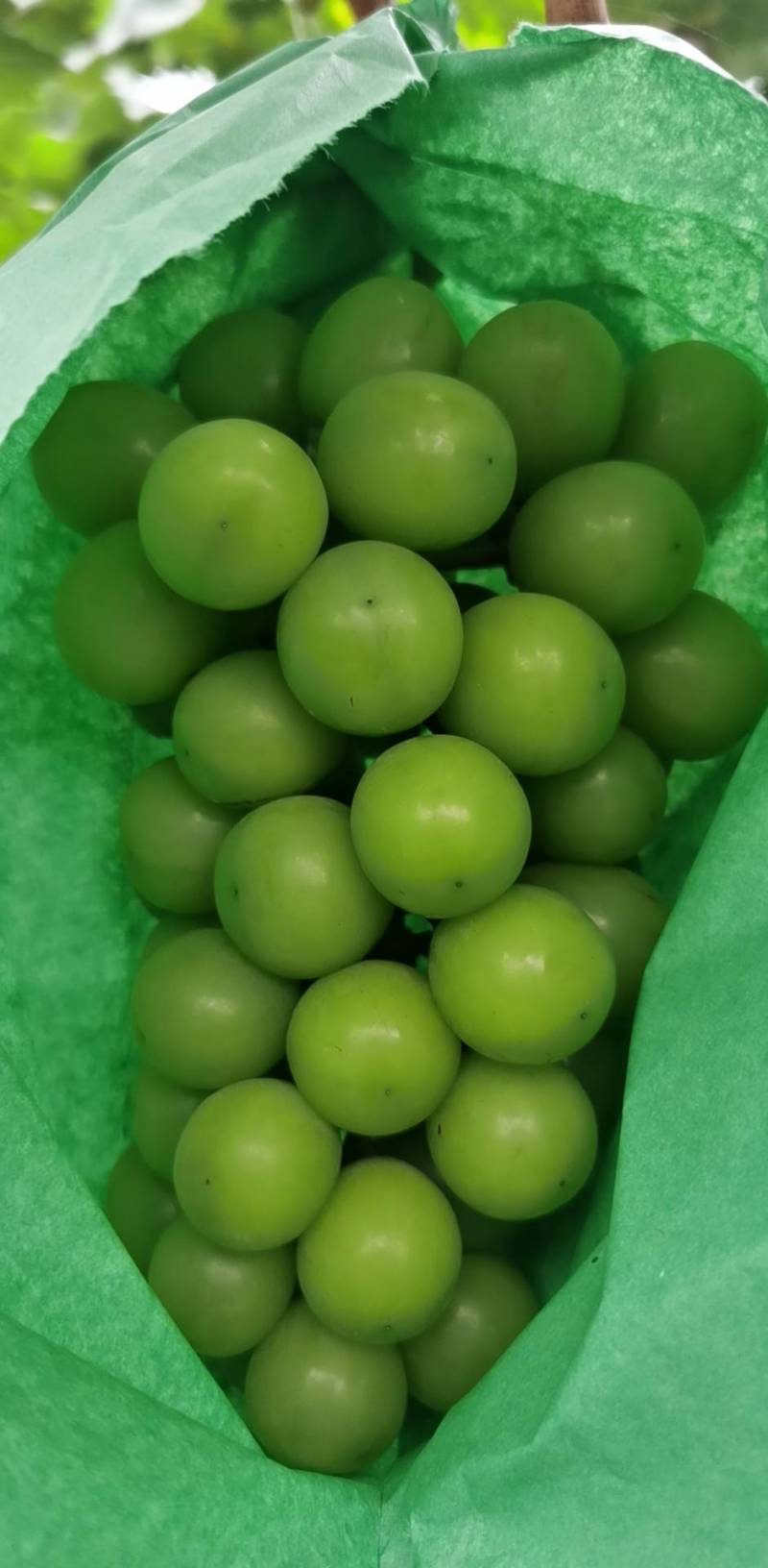 合肥市肥东县梁园镇阳光玫瑰种植基地