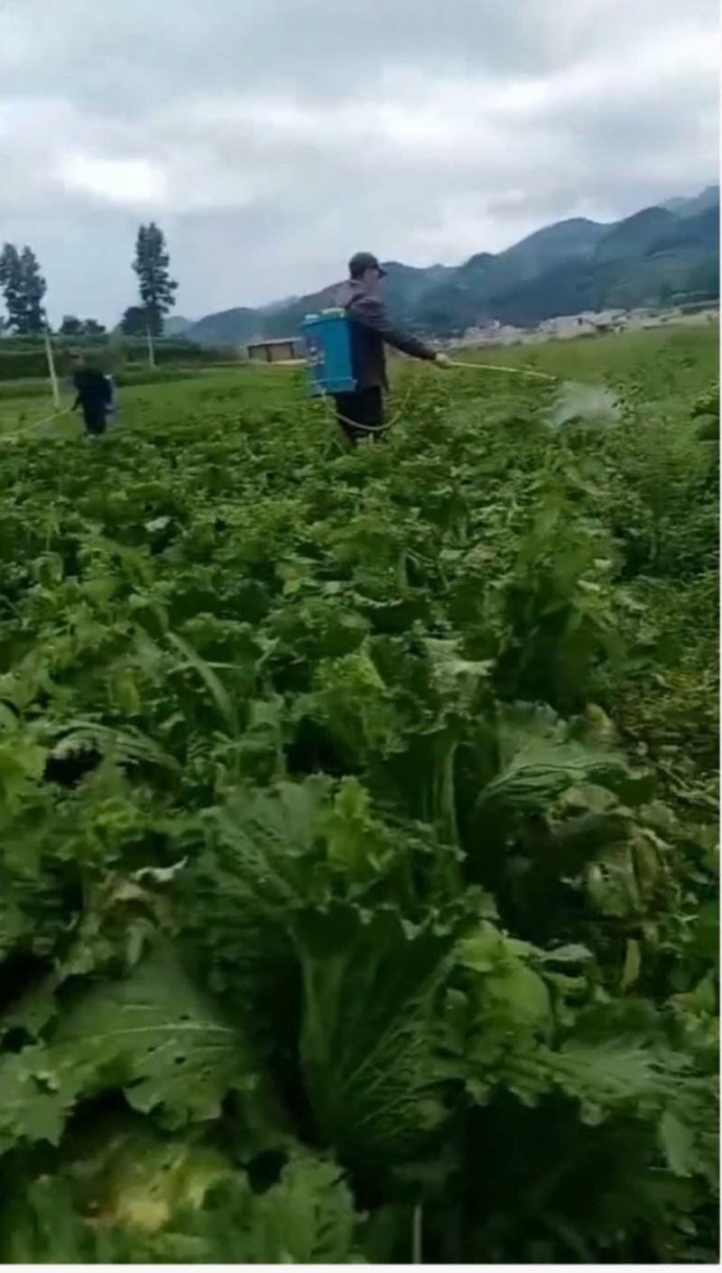 蔬菜