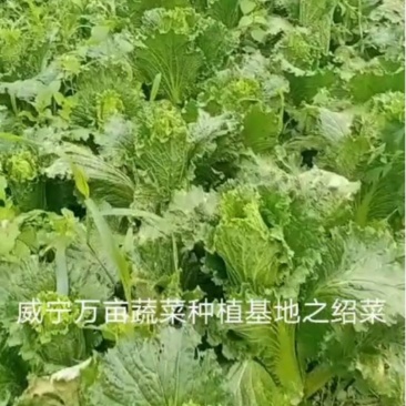 蔬菜