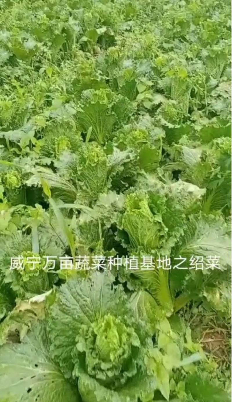 蔬菜