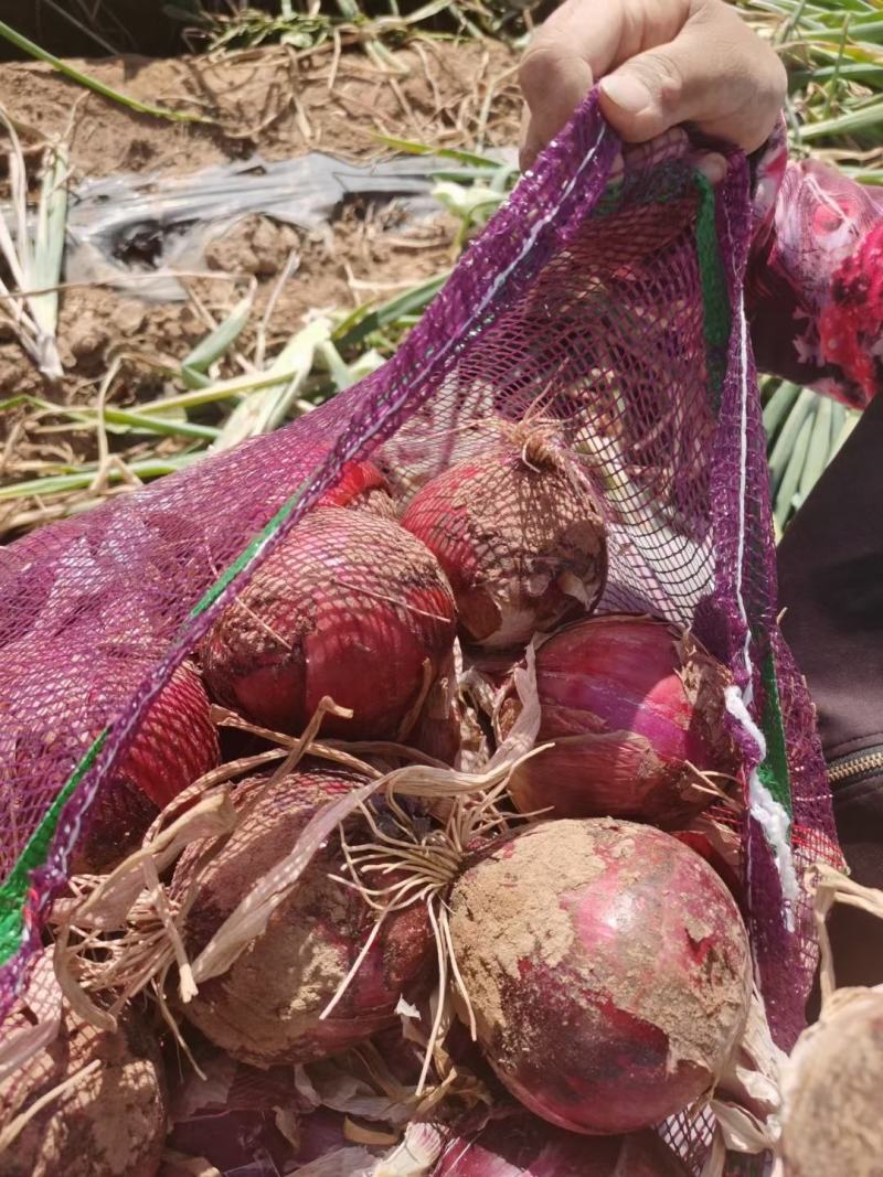 甘肃黄，红洋葱大量上市，欢迎各地朋友前来选购，电话联系
