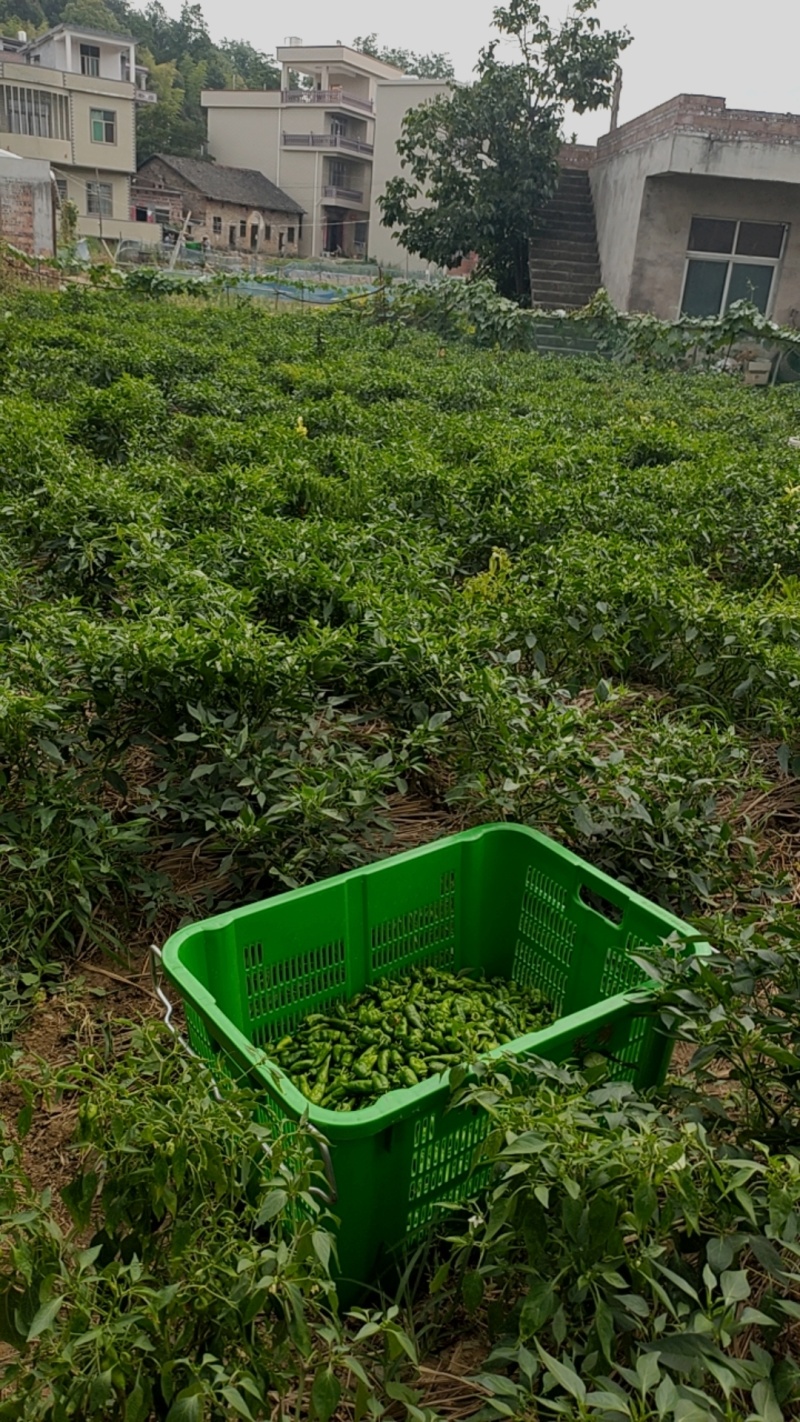湖南本地辣椒，皮薄肉脆，无论是做泡椒还是酒店都是上品好货