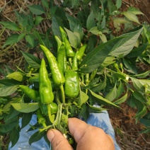 湖南本地辣椒，皮薄肉脆，无论是做泡椒还是酒店都是上品好货