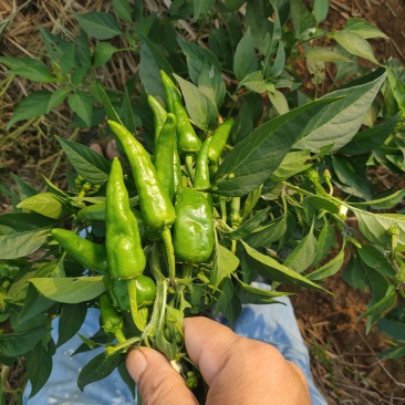 湖南本地辣椒，皮薄肉脆，无论是做泡椒还是酒店都是上品好货