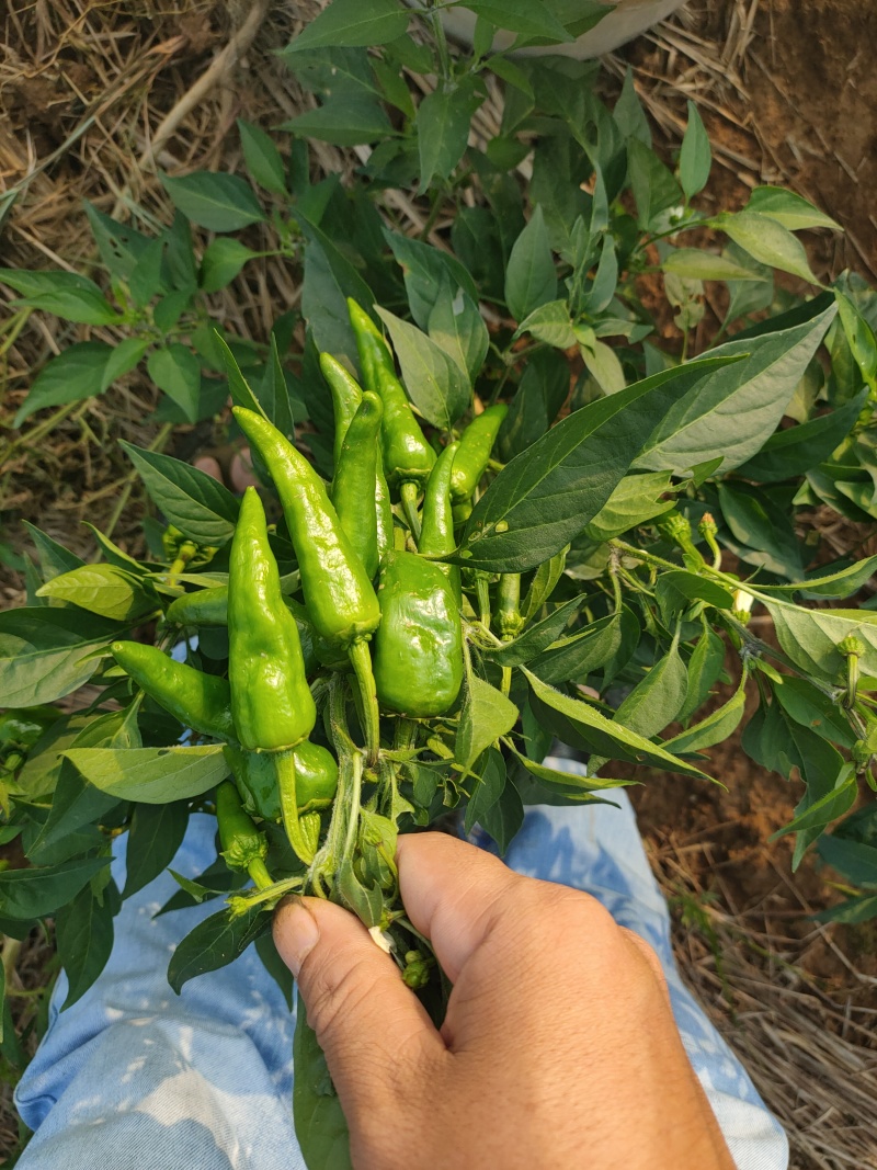 湖南本地辣椒，皮薄肉脆，无论是做泡椒还是酒店都是上品好货