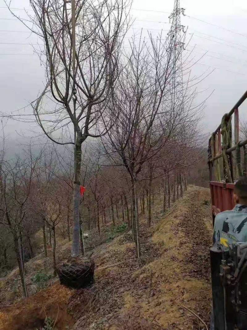 樱花，福建山樱花，八重樱花，牡丹樱，红粉佳人，早樱，晚樱