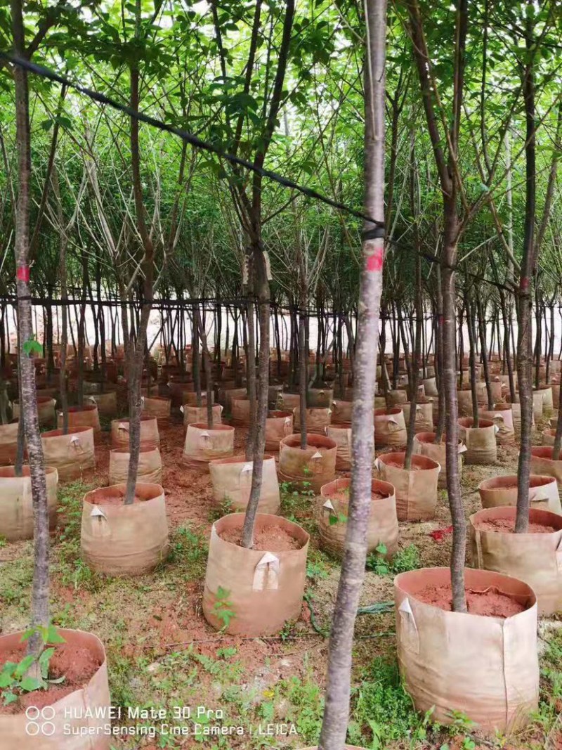 樱花，福建山樱花，八重樱花，牡丹樱，红粉佳人，早樱，晚樱