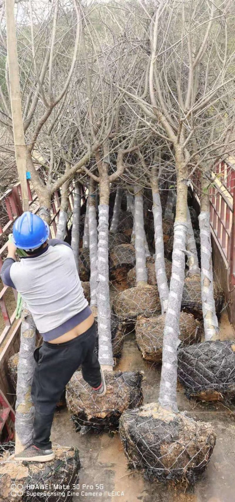樱花，福建山樱花，八重樱花，牡丹樱，红粉佳人，早樱，晚樱