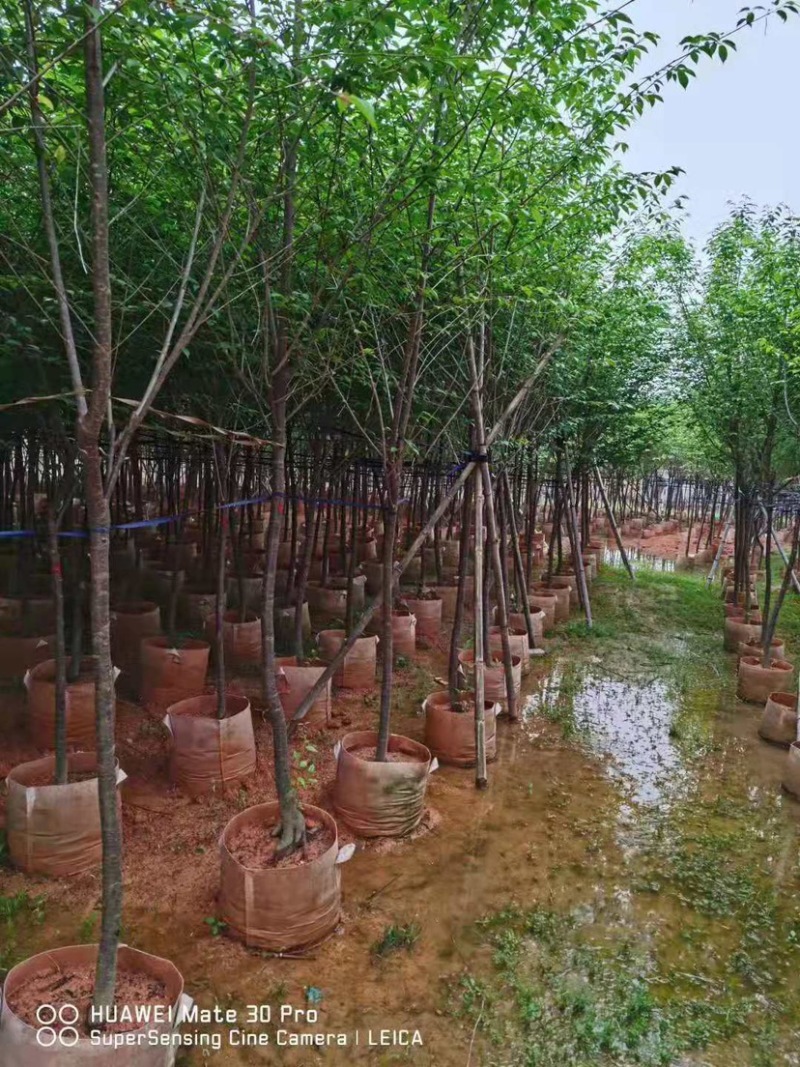 樱花，福建山樱花，八重樱花，牡丹樱，红粉佳人，早樱，晚樱