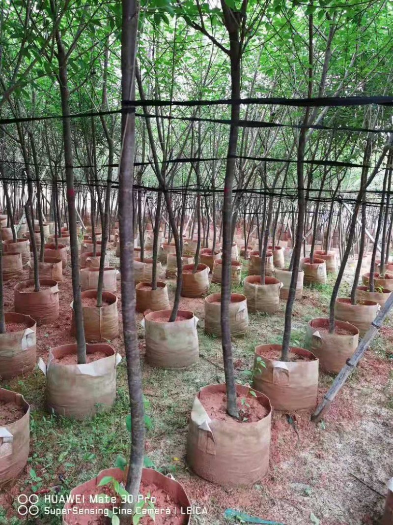 樱花，福建山樱花，八重樱花，牡丹樱，红粉佳人，早樱，晚樱
