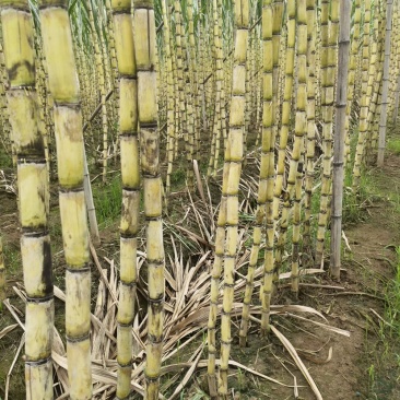 广东南沙区黄皮甘蔗