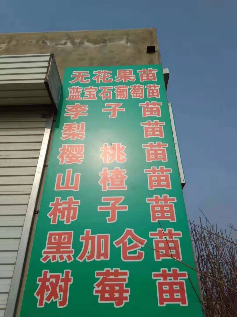野生双季红树莓苗覆盆子苗当年结果盆栽地栽东北耐寒果树苗木