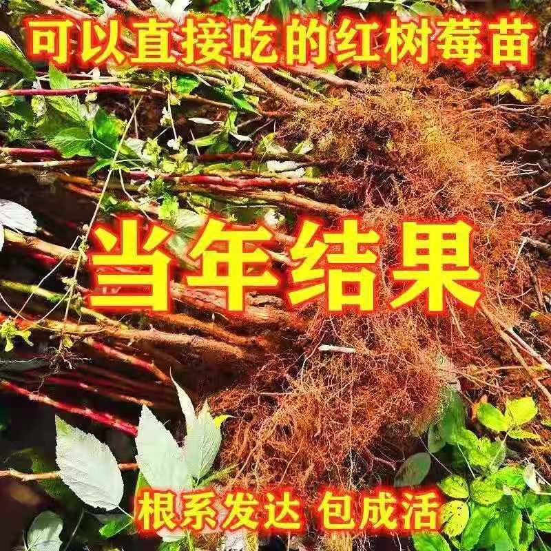 野生双季红树莓苗覆盆子苗当年结果盆栽地栽东北耐寒果树苗木