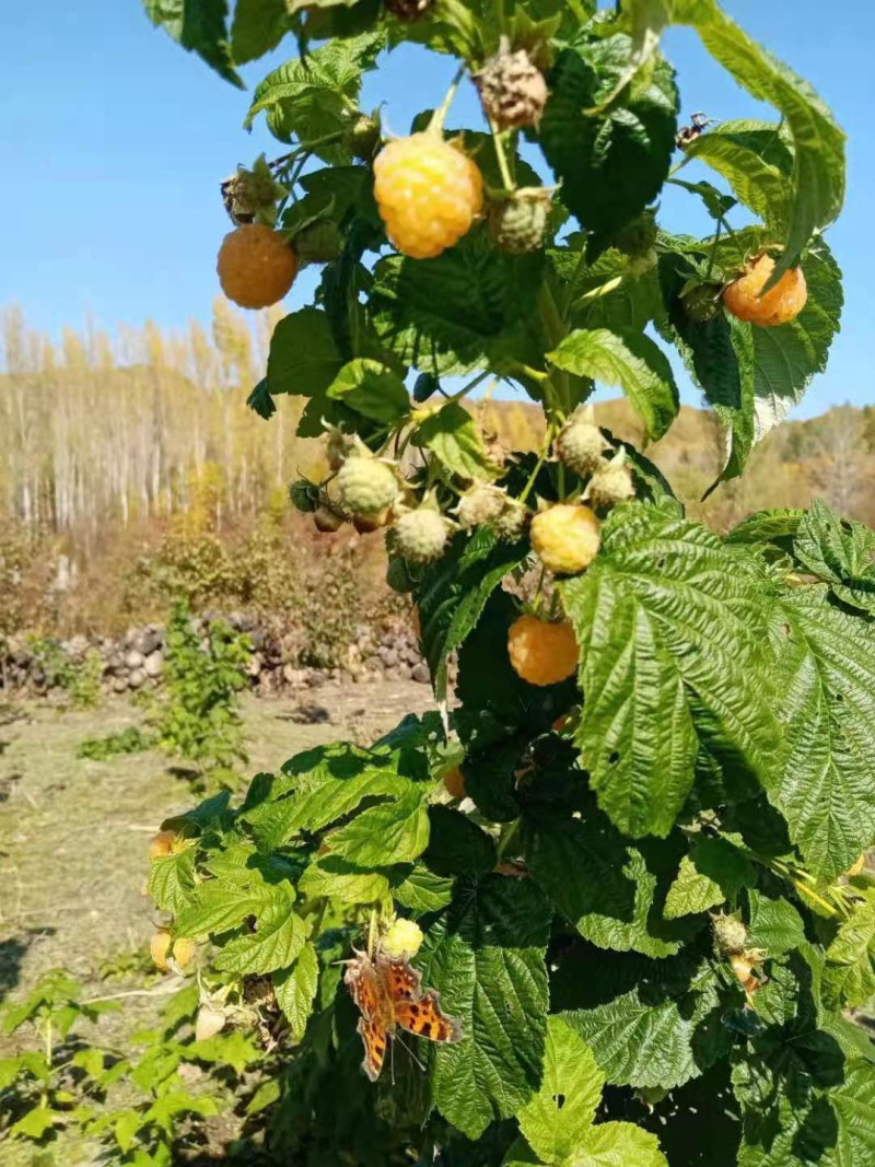 野生双季红树莓苗覆盆子苗当年结果盆栽地栽东北耐寒果树苗木