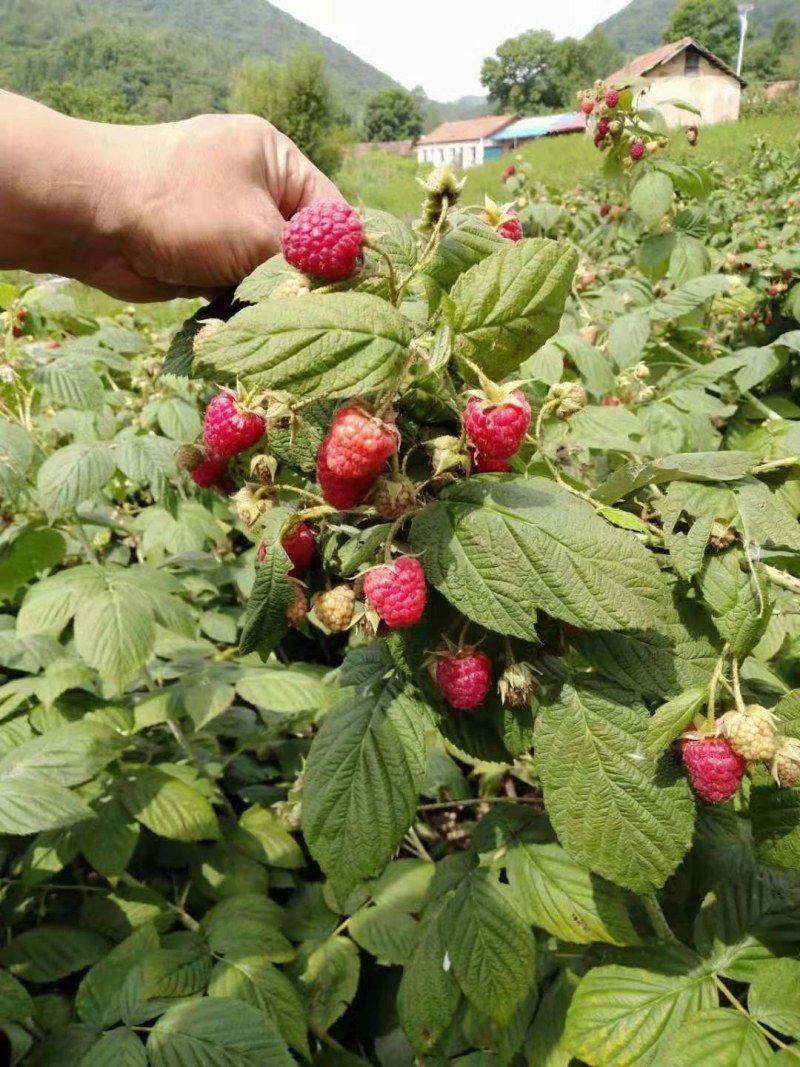 野生双季红树莓苗覆盆子苗当年结果盆栽地栽东北耐寒果树苗木