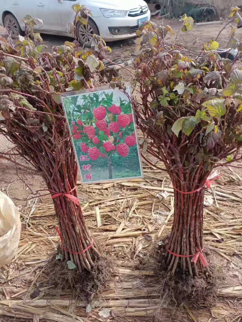 野生双季红树莓苗覆盆子苗当年结果盆栽地栽东北耐寒果树苗木
