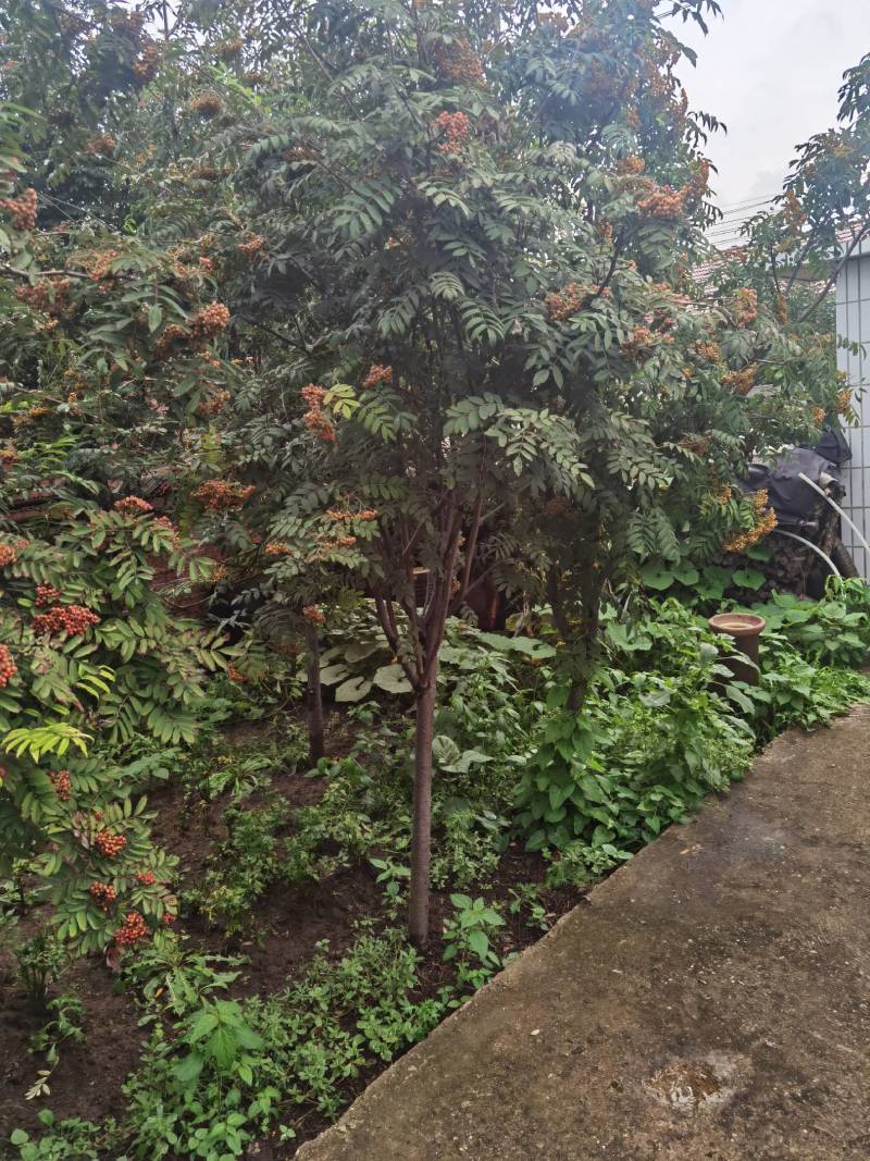 百花花秋黑果花秋大苗小苗都有大量优惠