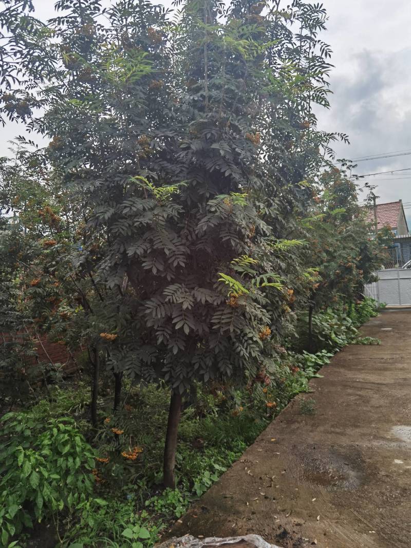 百花花秋黑果花秋大苗小苗都有大量优惠