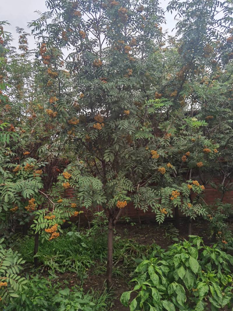 百花花秋黑果花秋大苗小苗都有大量优惠