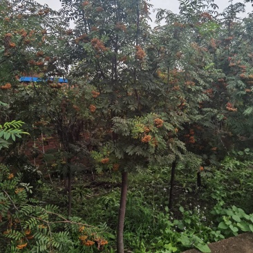 百花花秋黑果花秋大苗小苗都有大量优惠
