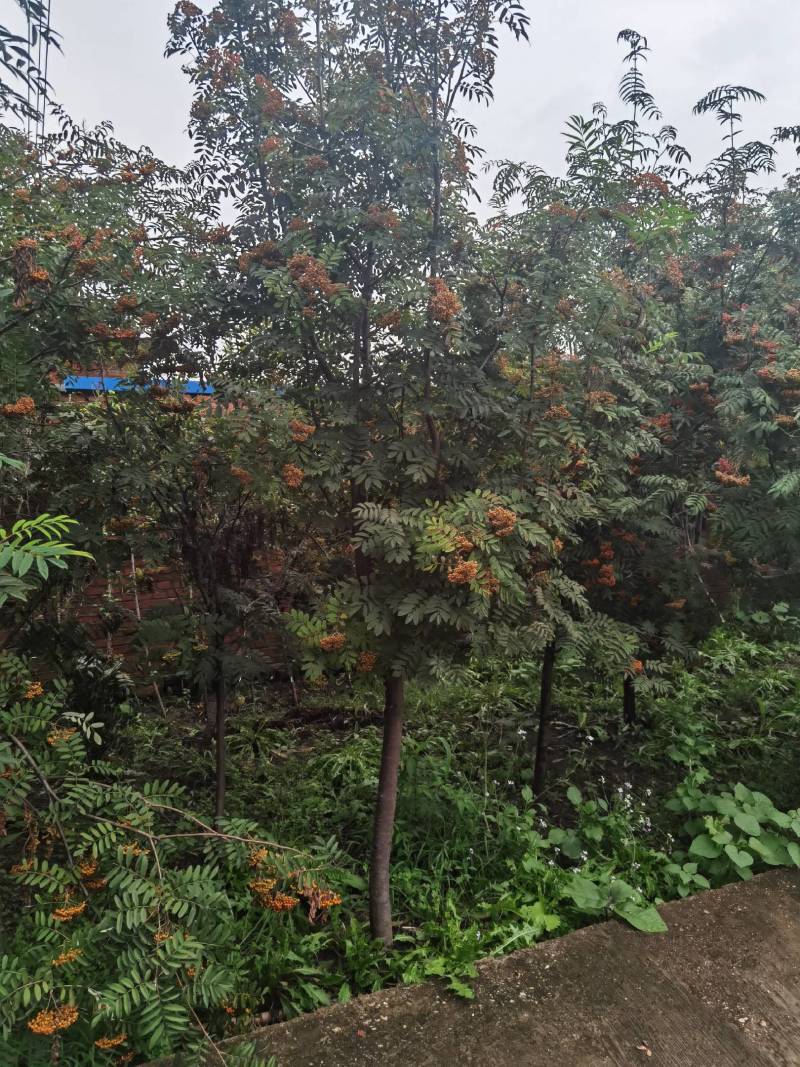 百花花秋黑果花秋大苗小苗都有大量优惠