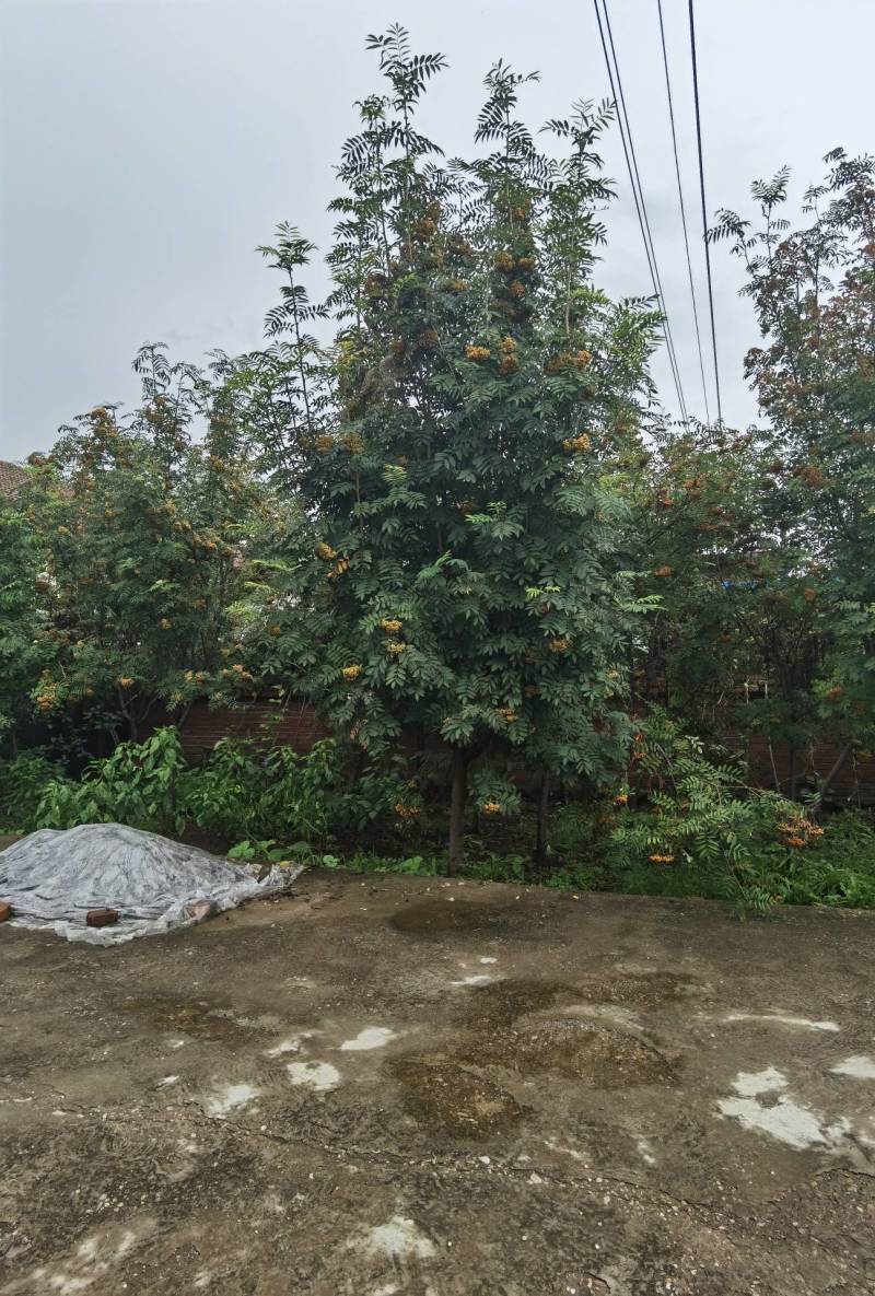 百花花秋黑果花秋大苗小苗都有大量优惠