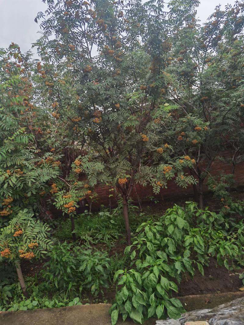 百花花秋黑果花秋大苗小苗都有大量优惠