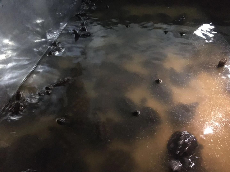 鳄龟碌
