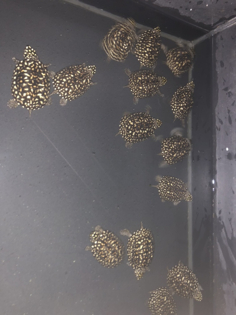 斑点大苗