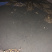 斑点大苗