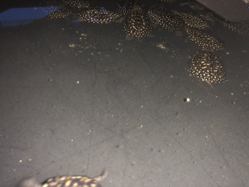 斑点大苗