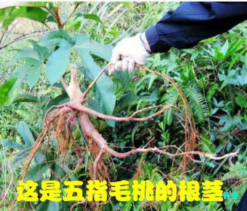 正宗五指毛桃一手货源直销24小时在线服务无忧
