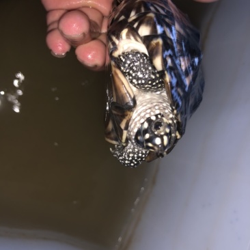 斑点亚成体