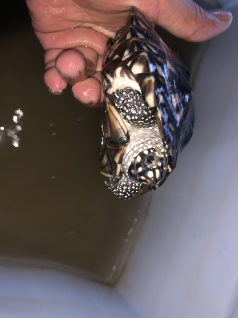 斑点亚成体
