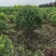 水蜡球水蜡小苗水蜡堆夹植水蜡水蜡基地直供应