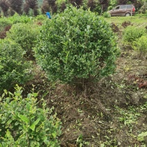 水蜡球水蜡小苗水蜡堆夹植水蜡水蜡基地直供应