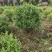 水蜡球水蜡小苗水蜡堆夹植水蜡水蜡基地直供应