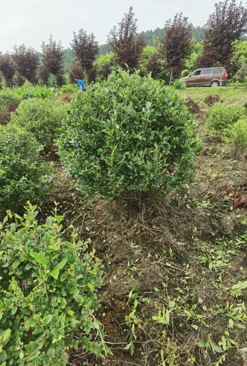 水蜡球水蜡小苗水蜡堆夹植水蜡水蜡基地直供应