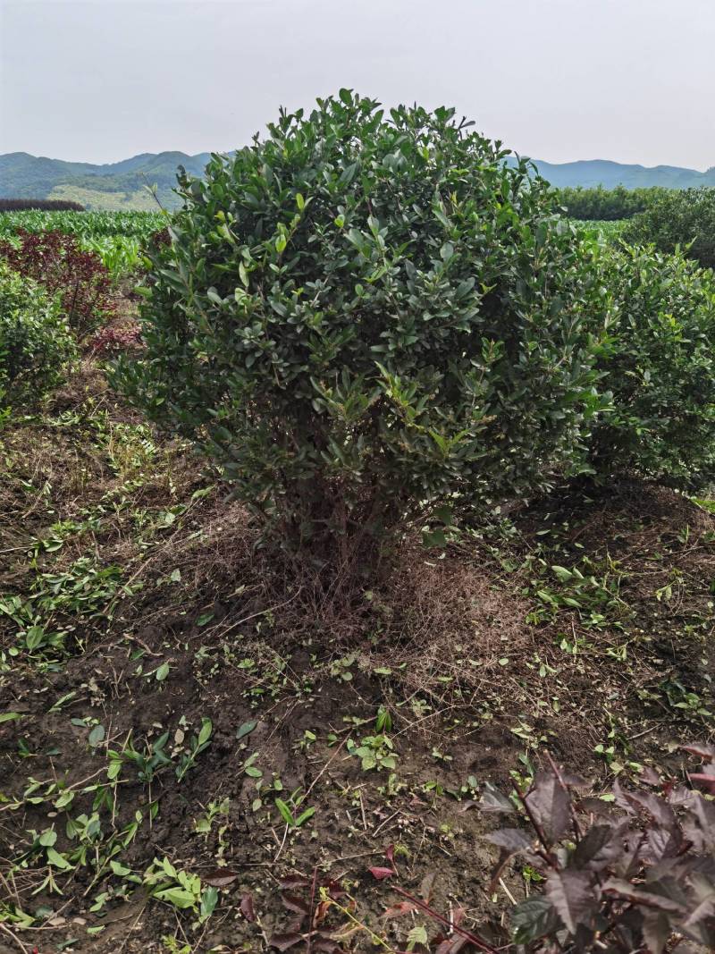 水蜡球水蜡小苗水蜡堆夹植水蜡水蜡基地直供应