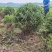 水蜡球水蜡小苗水蜡堆夹植水蜡水蜡基地直供应