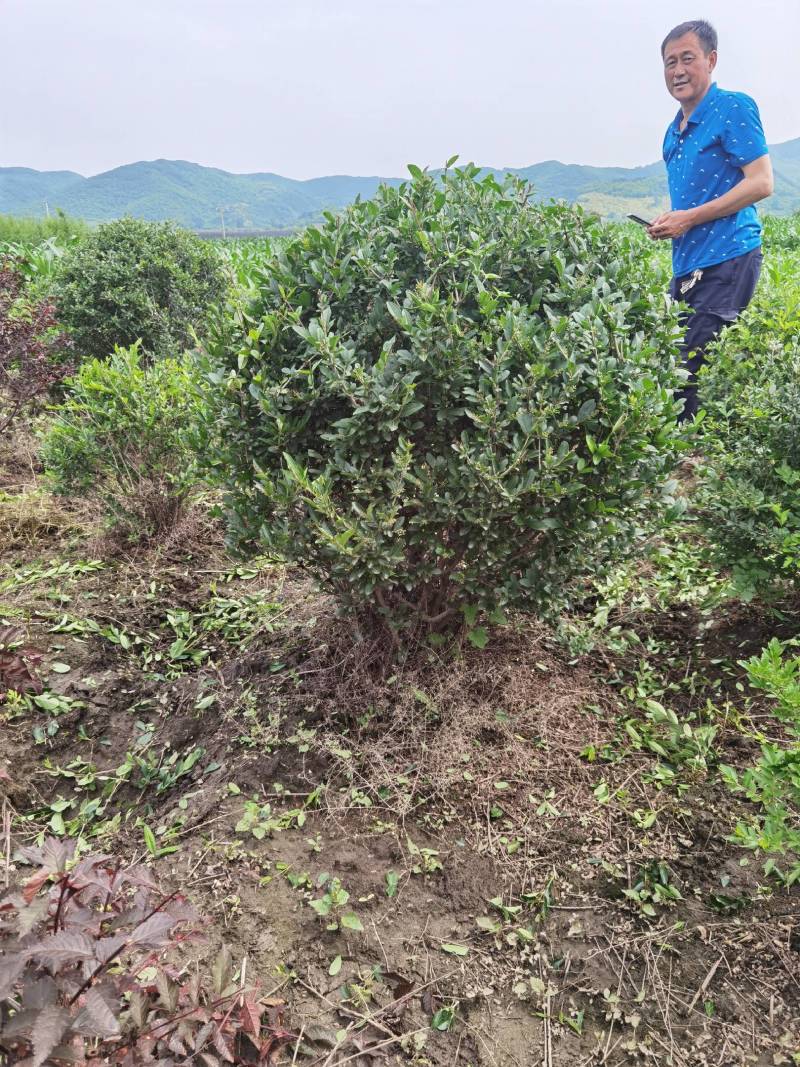 水蜡球水蜡小苗水蜡堆夹植水蜡水蜡基地直供应