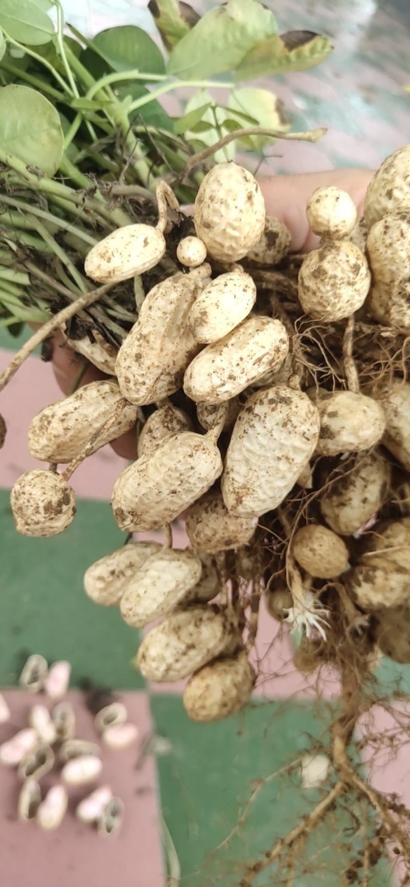 河南鲜花生罗汉果花生，工厂货，市场，电商一手货源