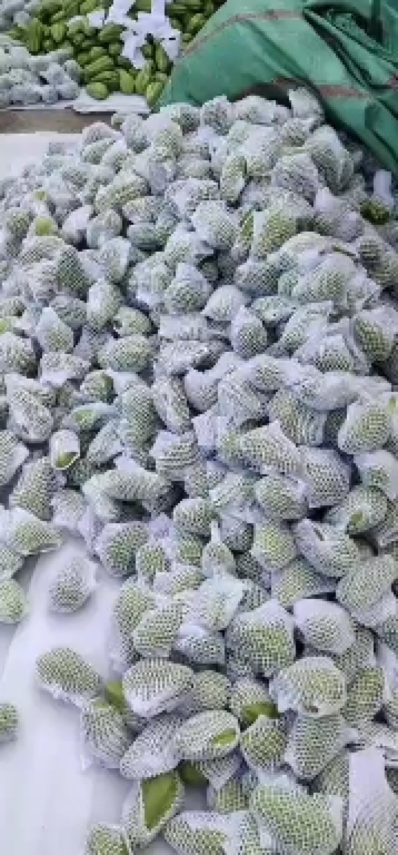 精品佛手瓜…种植基地直摘