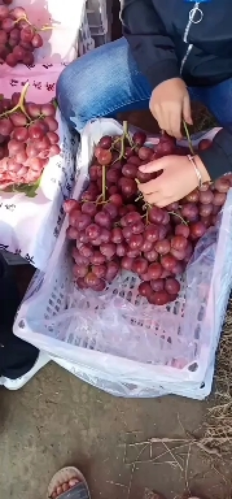 陕西精品红提，一手货源，产地直销，可视频看货