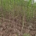 卫矛堆卫矛卫矛球卫矛树3到10公卫矛小苗