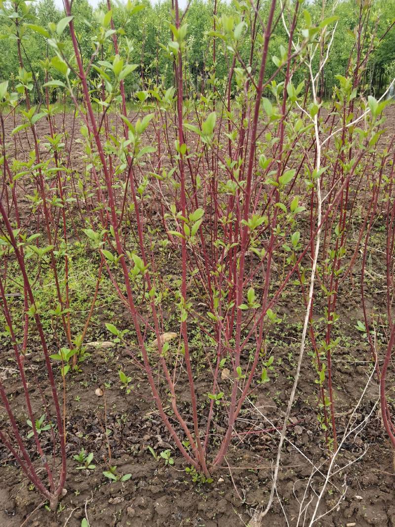 红瑞木红瑞木苗红瑞木小苗产地供应大量优惠