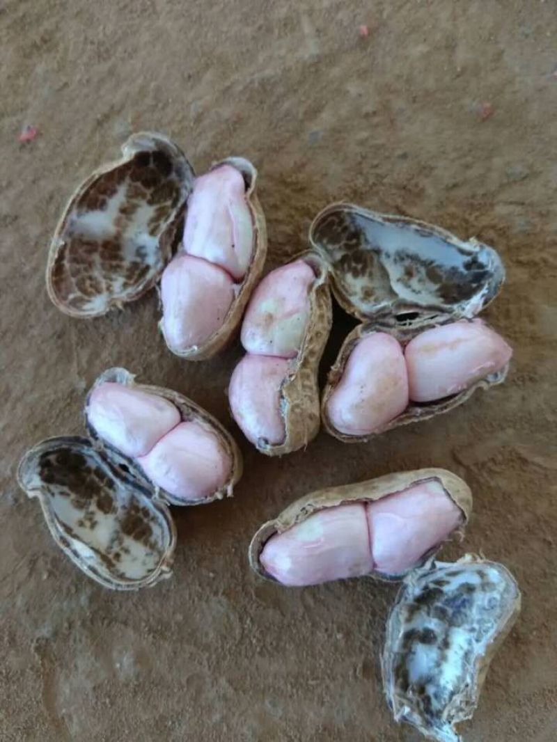 叶县花生，罗汉果花生，工厂，市场电商一手货源