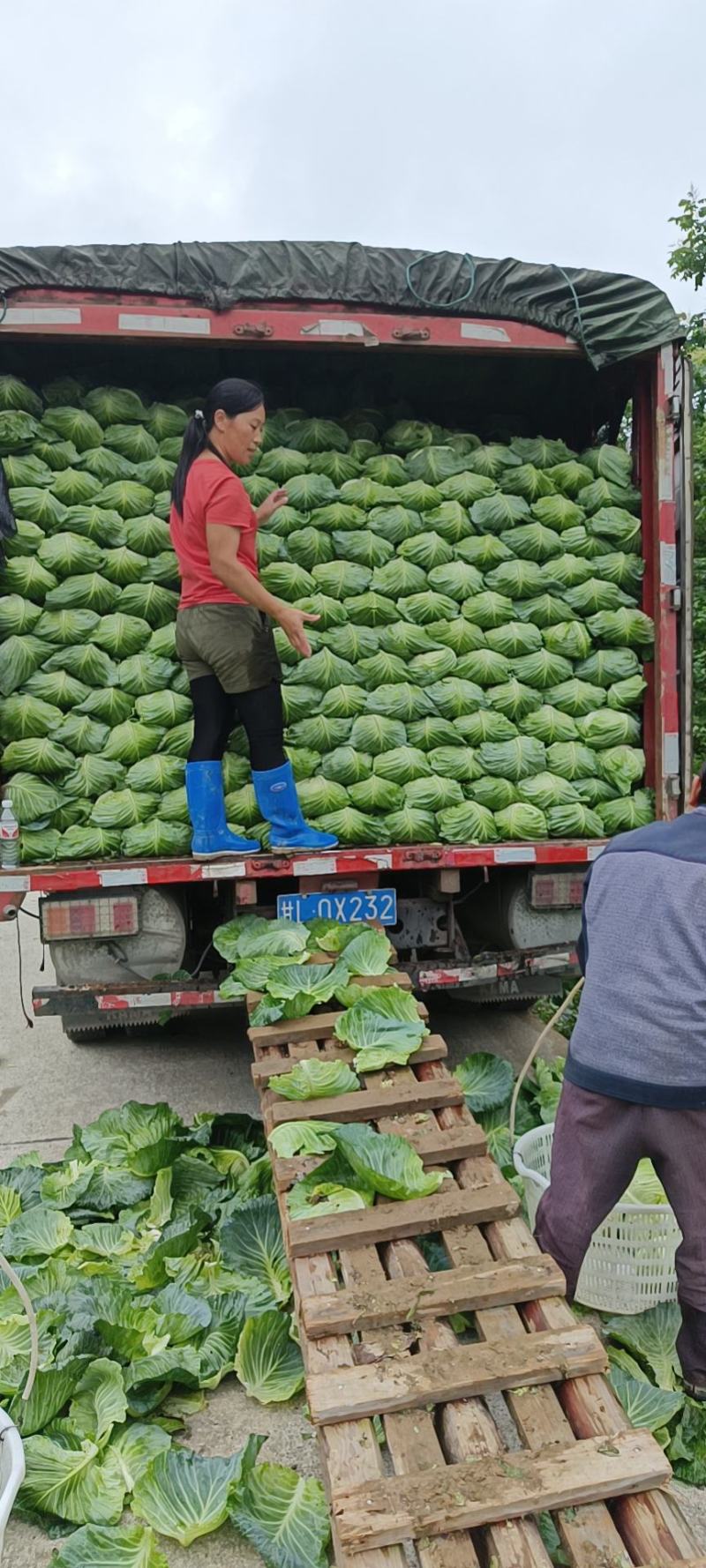 原产地各种包菜大量上市，欢迎各位老板订购一次合作终身朋友